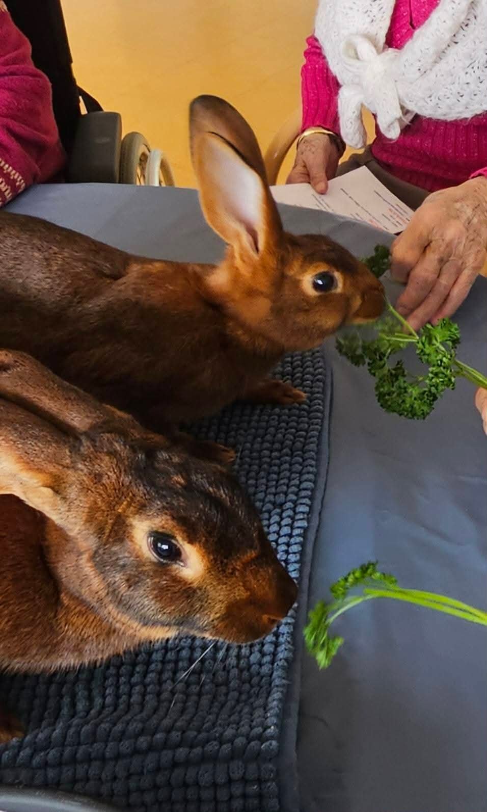 Lapins médiateurs lors d'une séance Anim'O des Abers