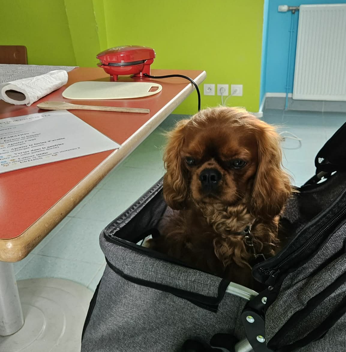 Ustonn, Cavalier King Charles médiateur Anim'O des Abers