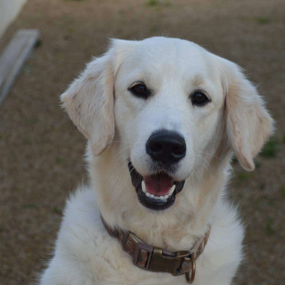 Chien domestique mediation animale accompagnement