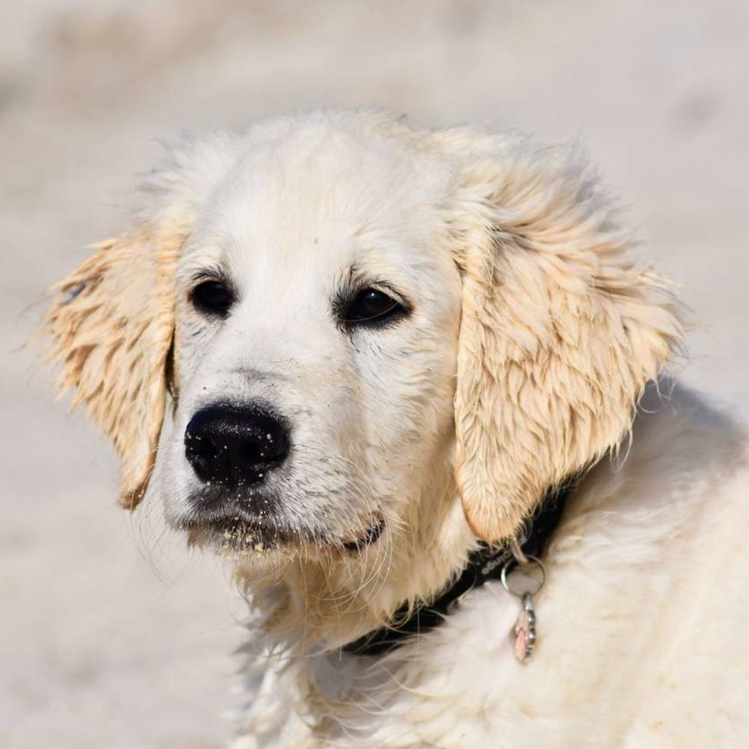 Chien domestique mediation animale accompagnement